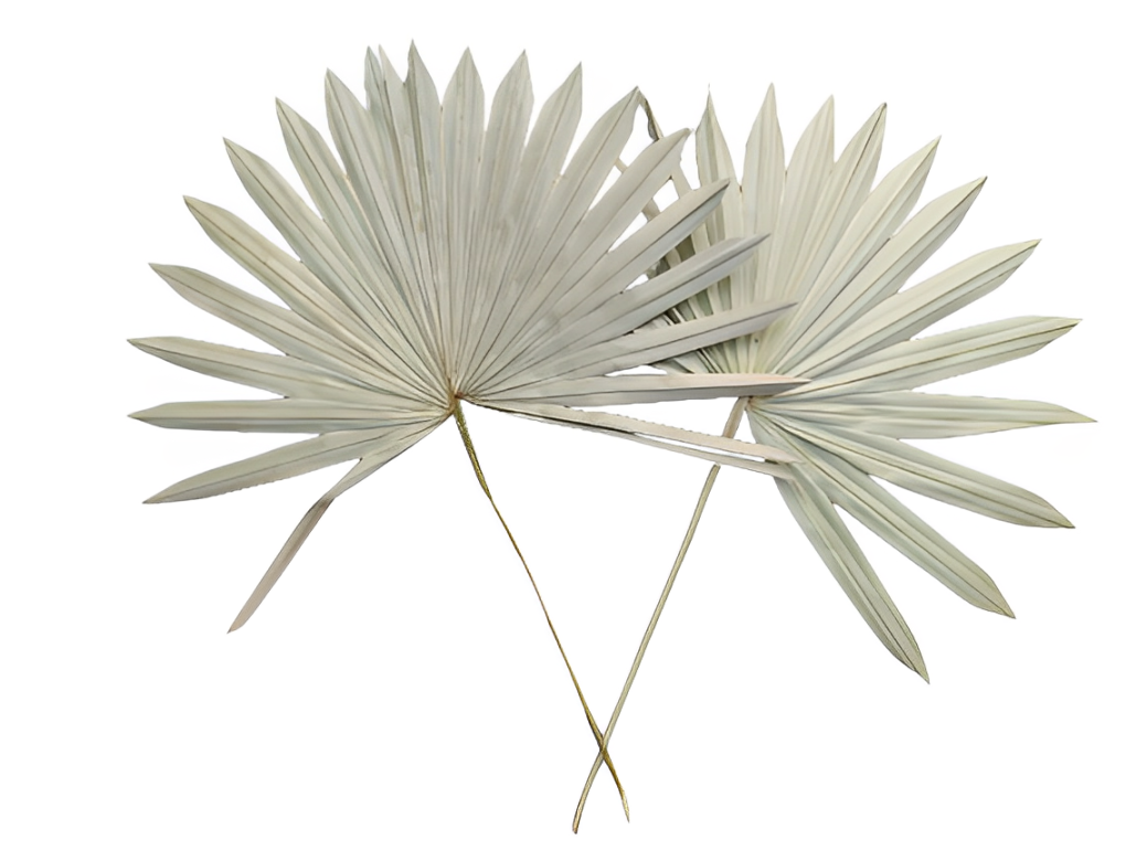 PALM SUN SPEAR EXTRA LARGE